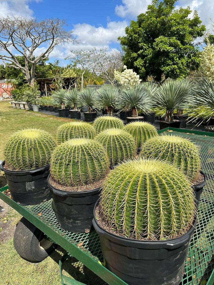echinocactus-grusonii-golden-barrel-cactus