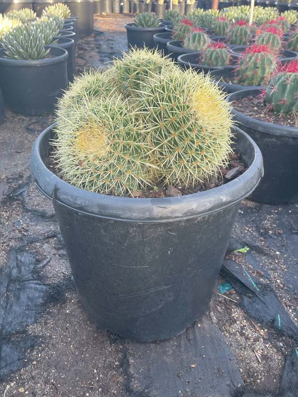 echinocactus-grusonii-golden-barrel-cactus