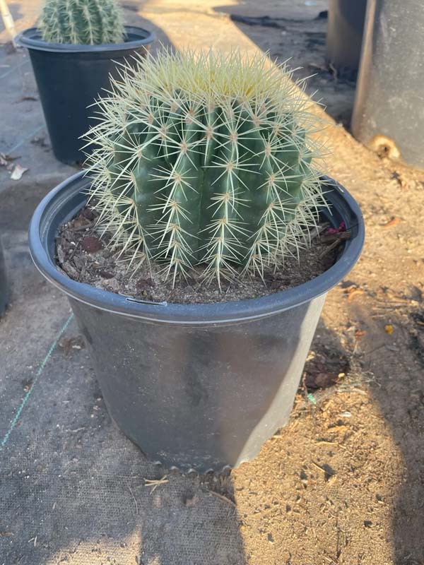 echinocactus-grusonii-golden-barrel-cactus