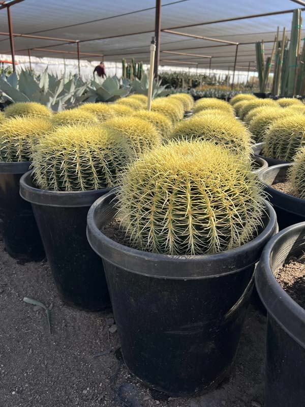echinocactus-grusonii-golden-barrel-cactus