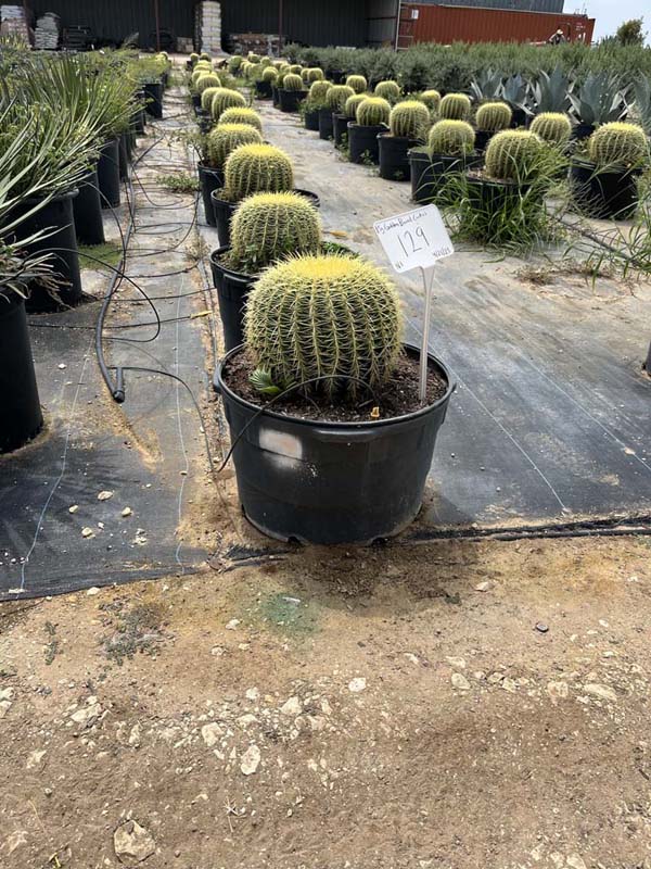 echinocactus-grusonii-golden-barrel-cactus