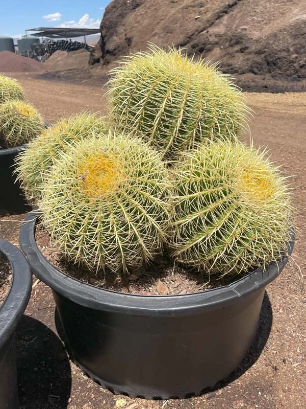 echinocactus-grusonii-golden-barrel-cactus