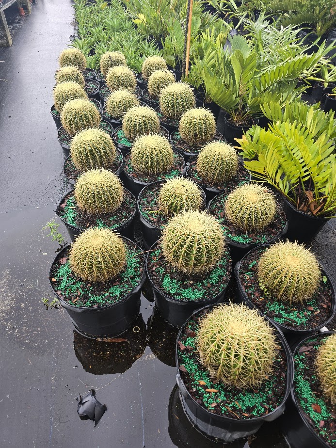 echinocactus-grusonii-golden-barrel-cactus