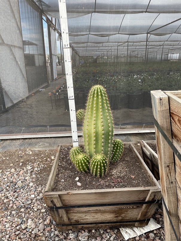 echinopsis-candicans-argentine-giant
