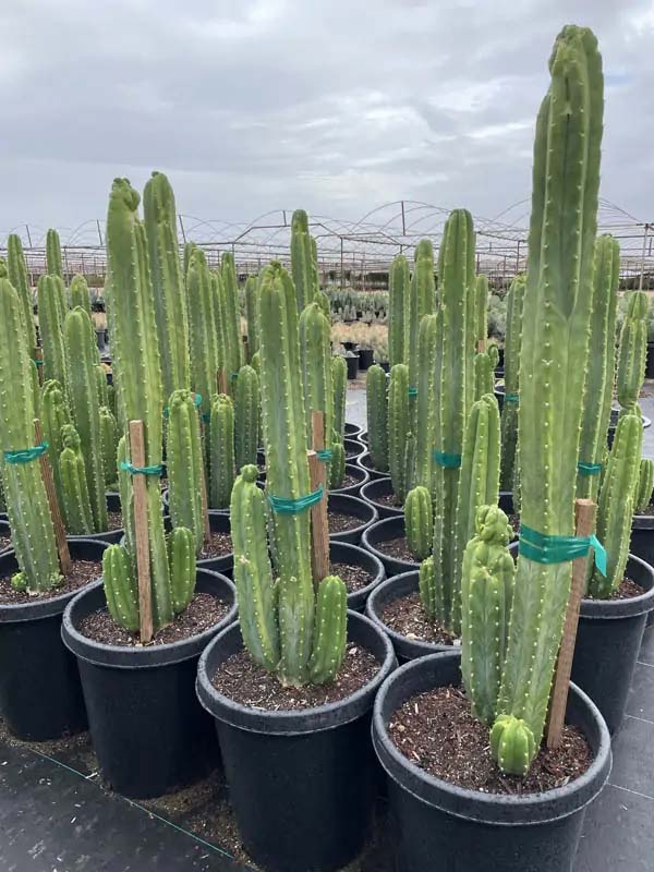 echinopsis-pachanoi-san-pedro-cactus-trichocereus-pachanoi