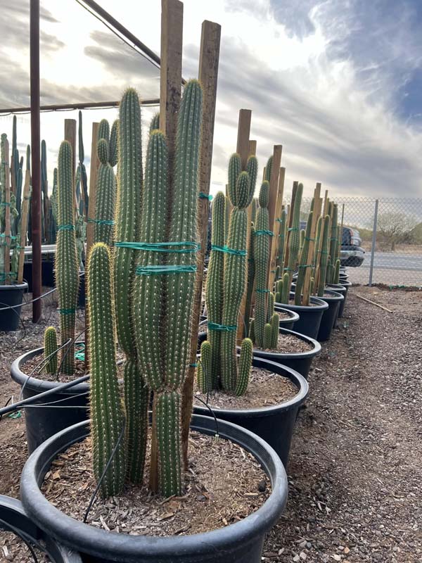echinopsis-spachiana-torch-cactus-white-torch-cactus-golden-torch