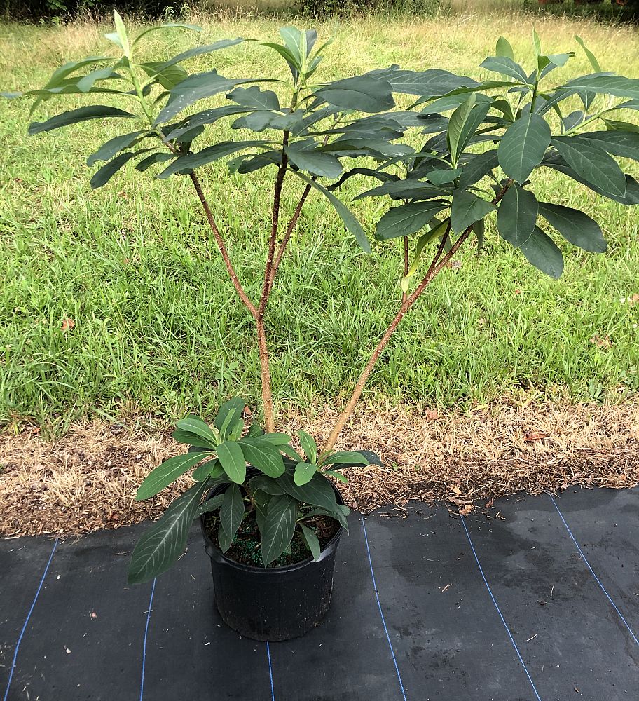 edgeworthia-chrysantha-oriental-paperbush
