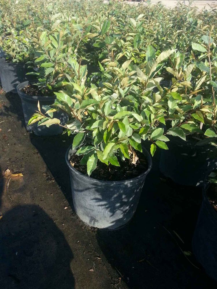 elaeagnus-commutata-wolf-willow-wolfberry-silverberry