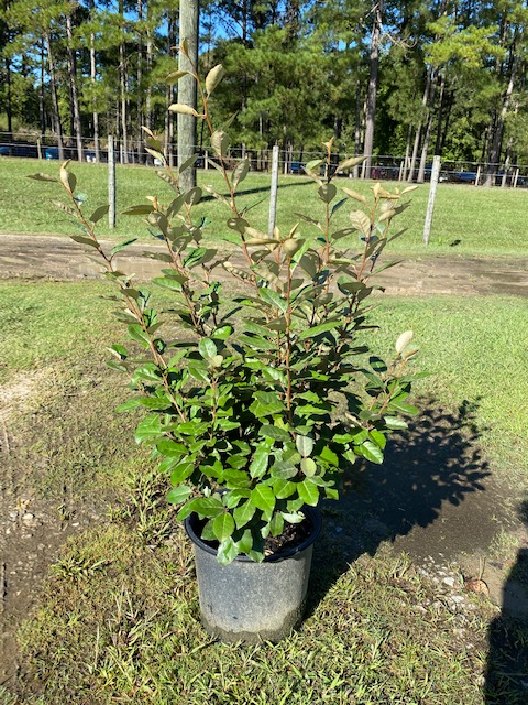 elaeagnus-pungens-fruitlandii-silverthorn