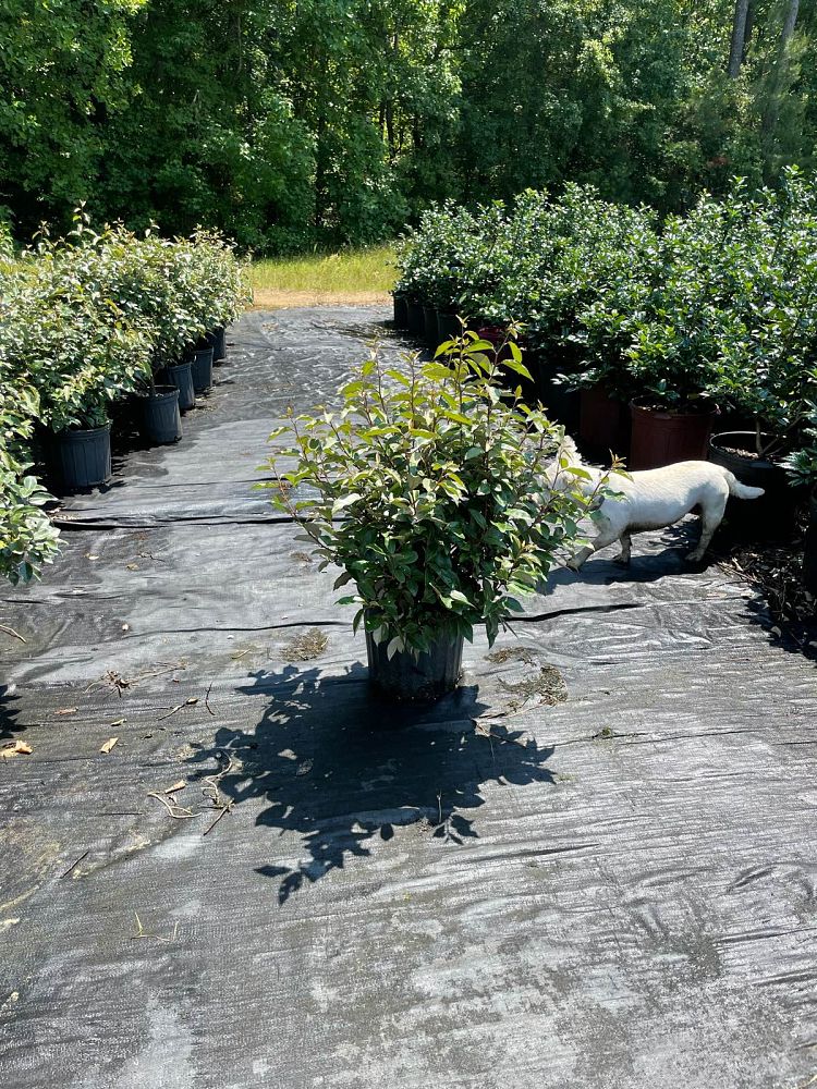 elaeagnus-pungens-fruitlandii-silverthorn