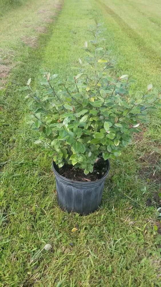 elaeagnus-pungens-glen-st-mary-silverthorn