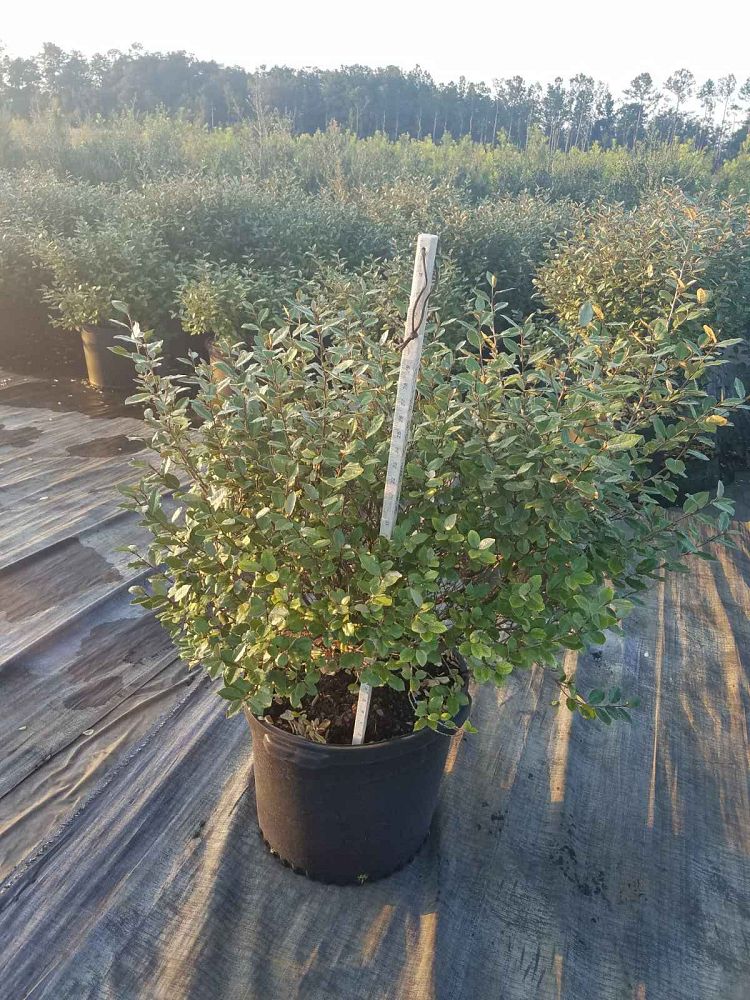 elaeagnus-pungens-glen-st-mary-silverthorn