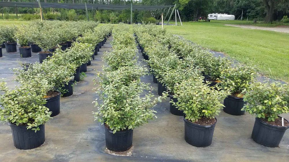 elaeagnus-pungens-glen-st-mary-silverthorn