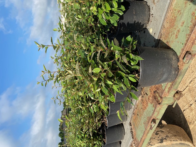 elaeagnus-pungens-glen-st-mary-silverthorn