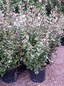 elaeagnus-pungens-silverthorn