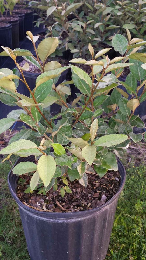 elaeagnus-pungens-silverthorn