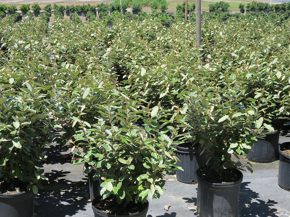elaeagnus-pungens-silverthorn