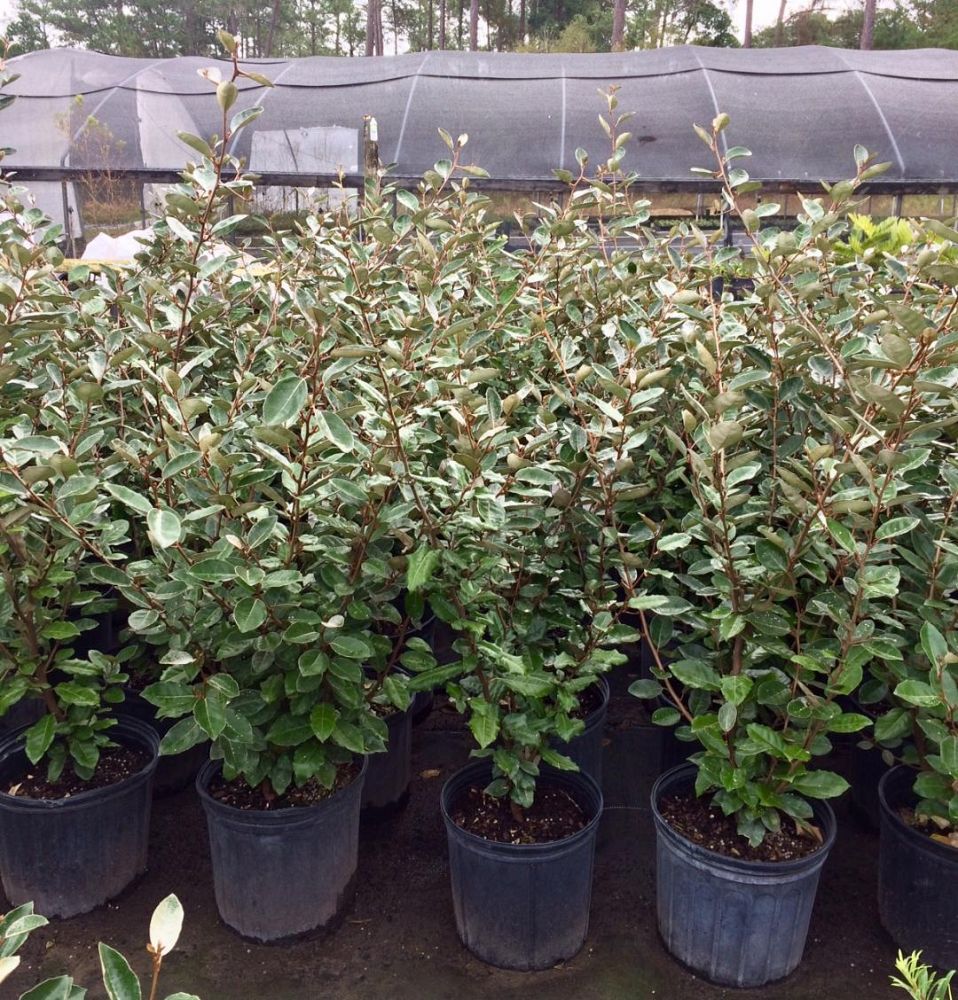 elaeagnus-pungens-silverthorn