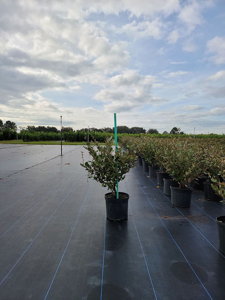 elaeagnus-pungens-silverthorn