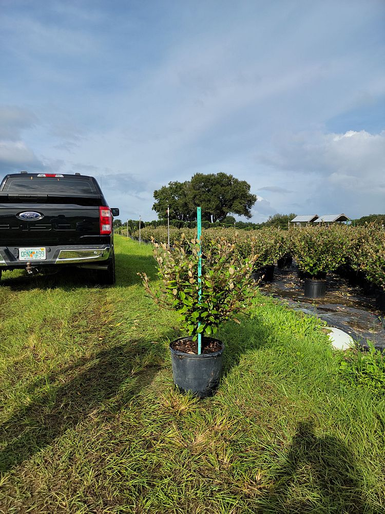 elaeagnus-pungens-silverthorn