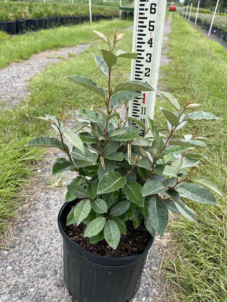 elaeagnus-pungens-silverthorn
