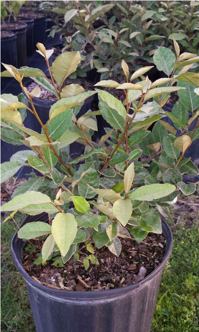elaeagnus-pungens-silverthorn