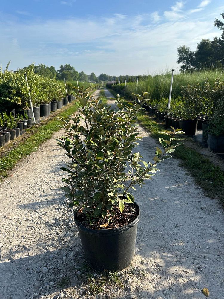 elaeagnus-pungens-silverthorn