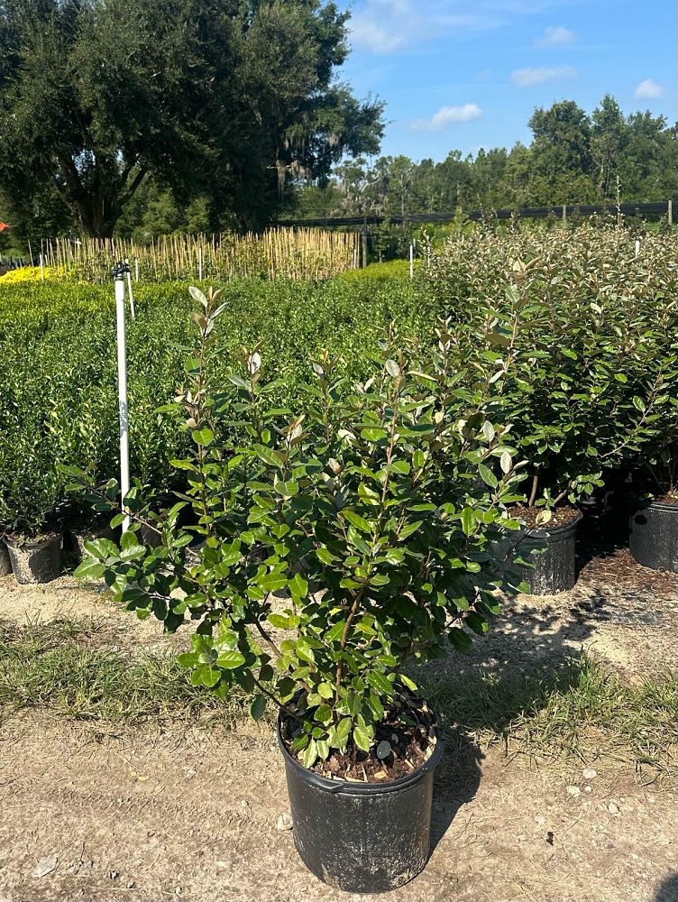 elaeagnus-pungens-silverthorn