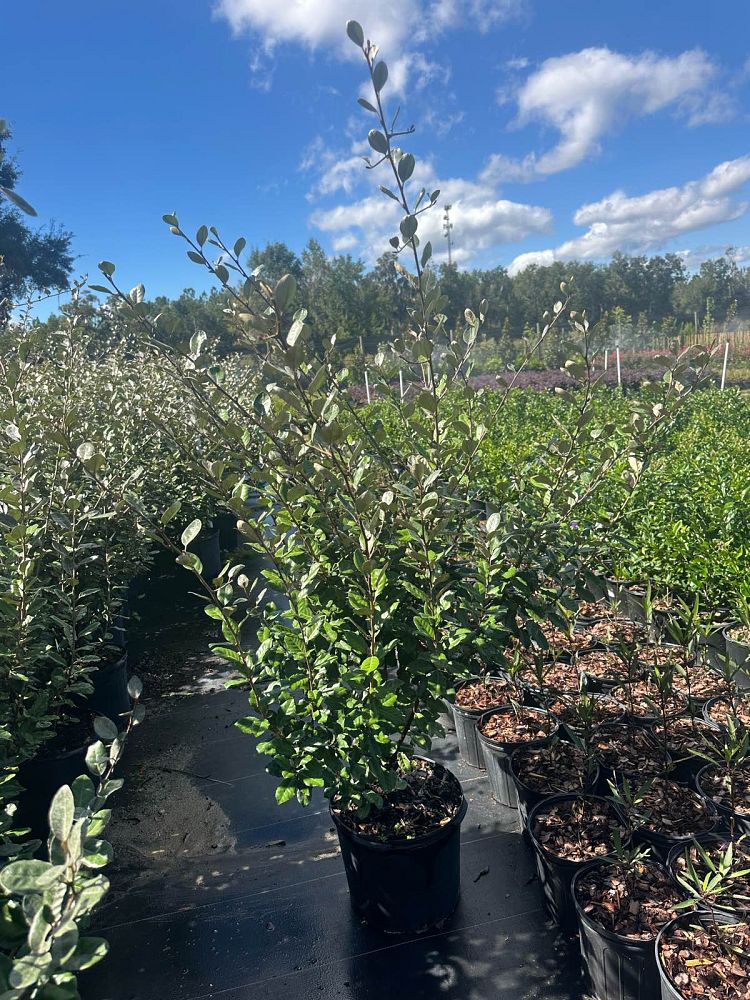 elaeagnus-pungens-silverthorn