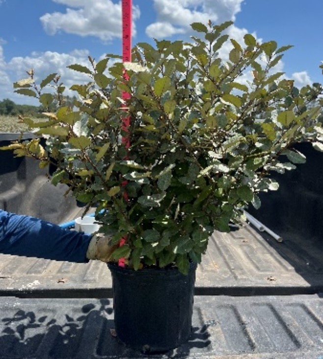 elaeagnus-pungens-silverthorn