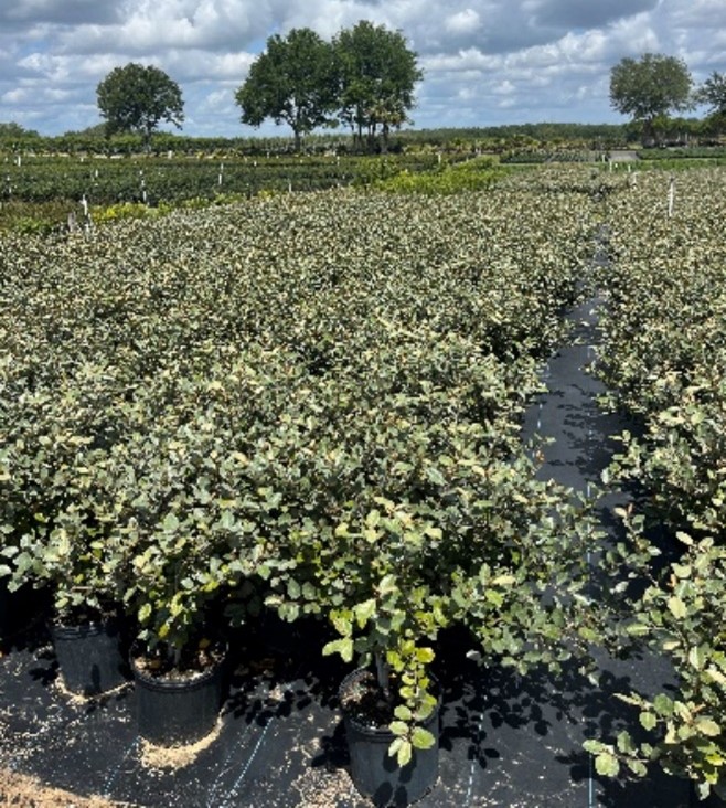 elaeagnus-pungens-silverthorn