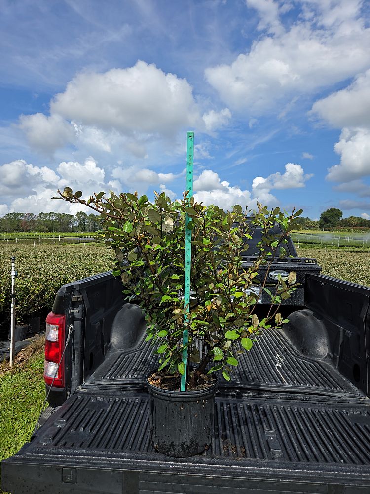elaeagnus-pungens-silverthorn