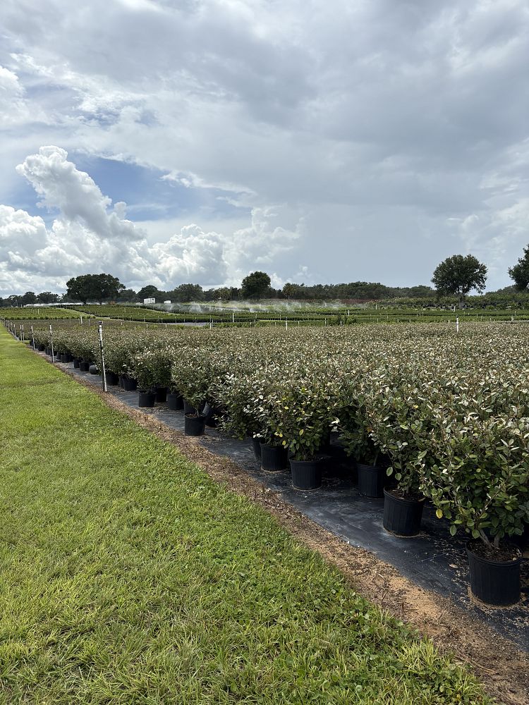 elaeagnus-pungens-silverthorn