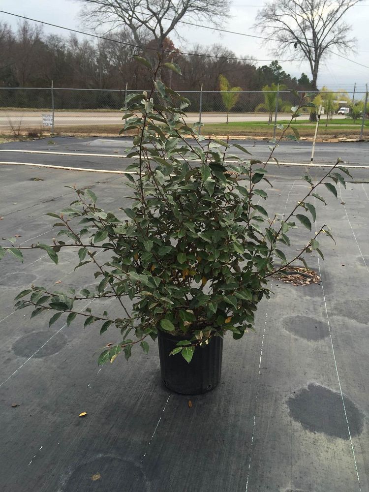 elaeagnus-silverthorn-silverberry-thorny-olive