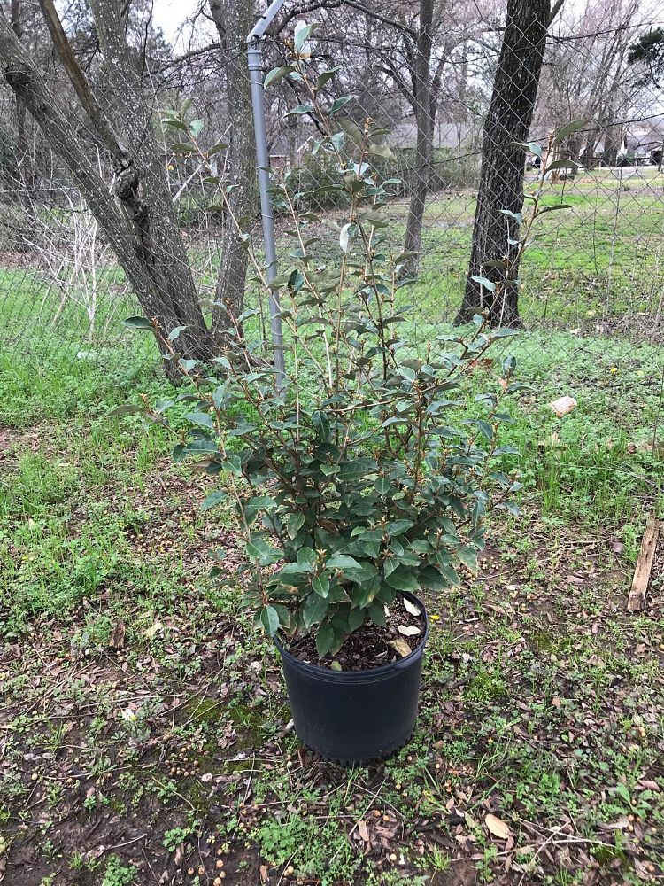 elaeagnus-silverthorn-silverberry-thorny-olive
