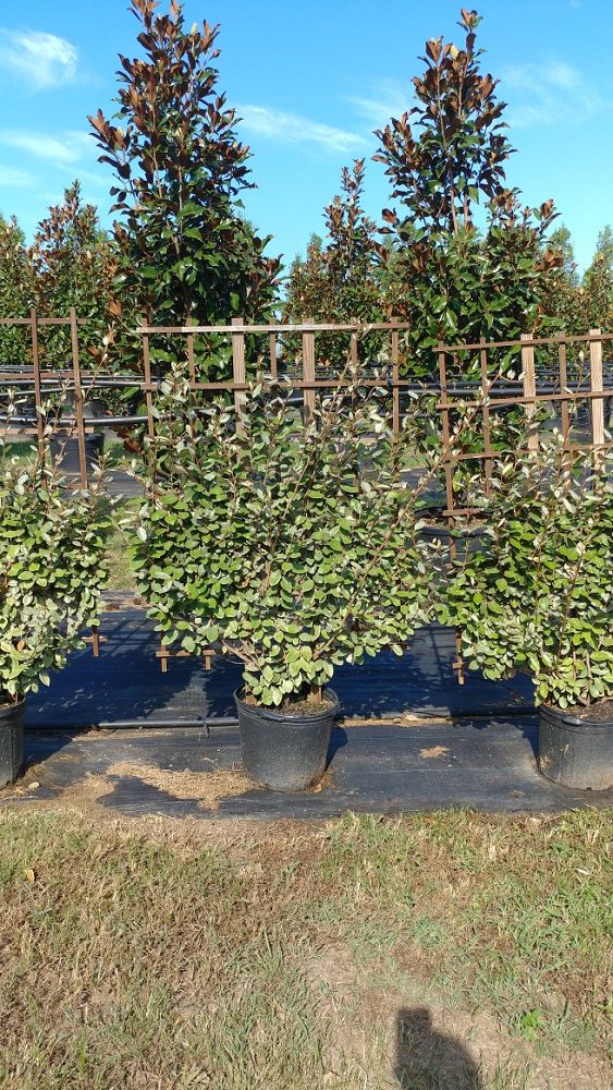 elaeagnus-silverthorn-silverberry-thorny-olive