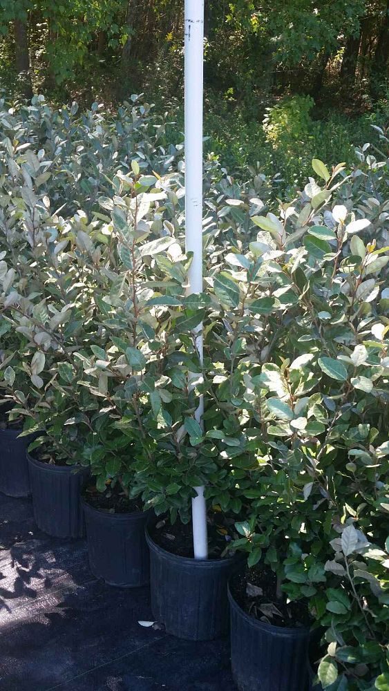 elaeagnus-silverthorn-silverberry-thorny-olive