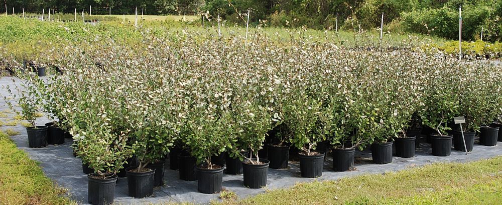 elaeagnus-silverthorn-silverberry-thorny-olive