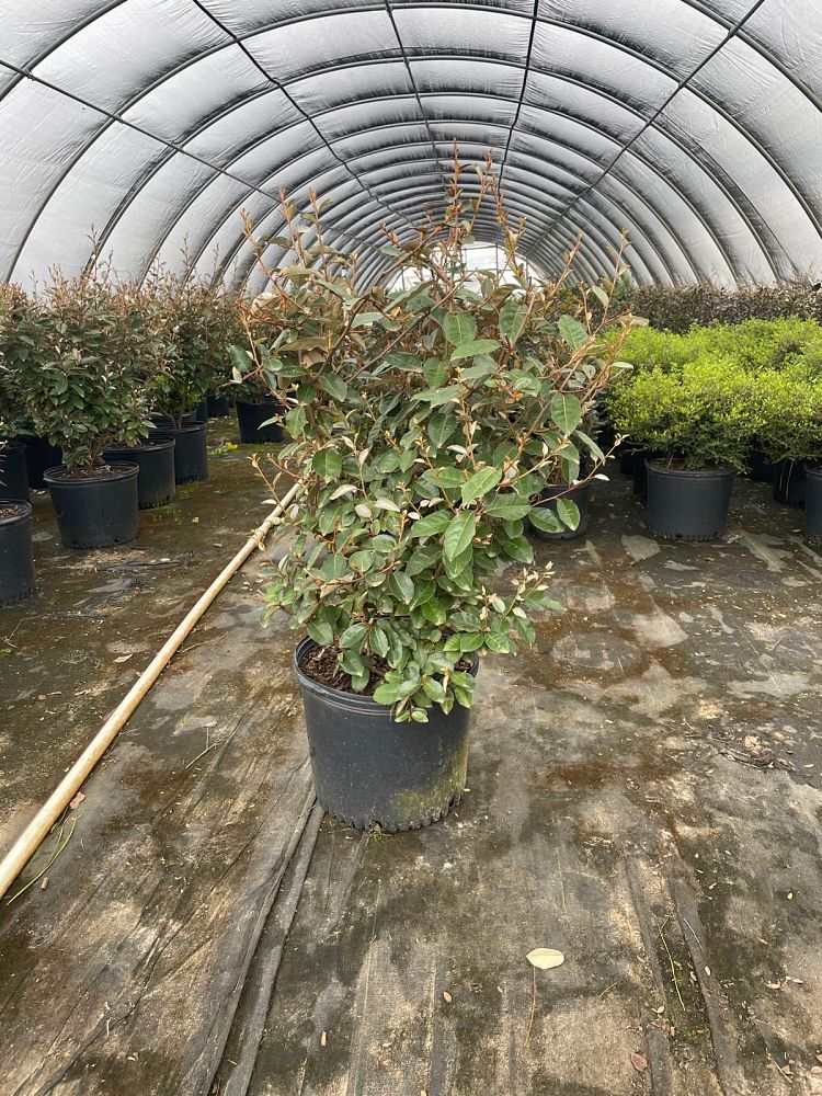 elaeagnus-silverthorn-silverberry-thorny-olive
