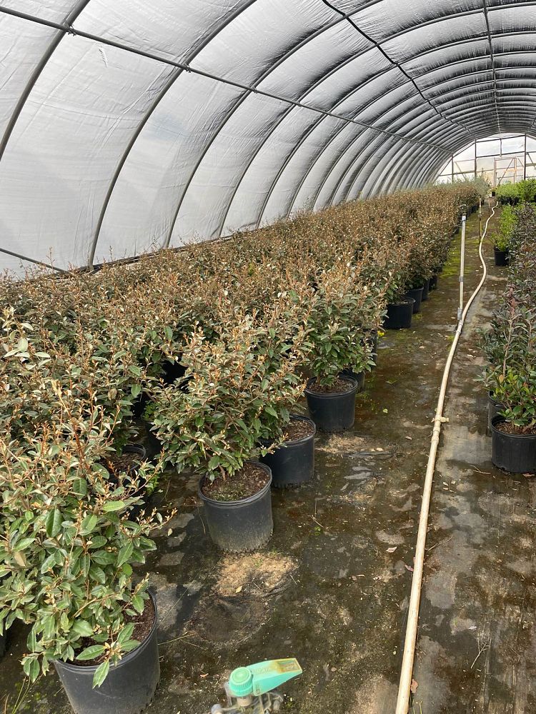 elaeagnus-silverthorn-silverberry-thorny-olive