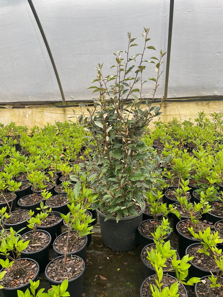 elaeagnus-silverthorn-silverberry-thorny-olive