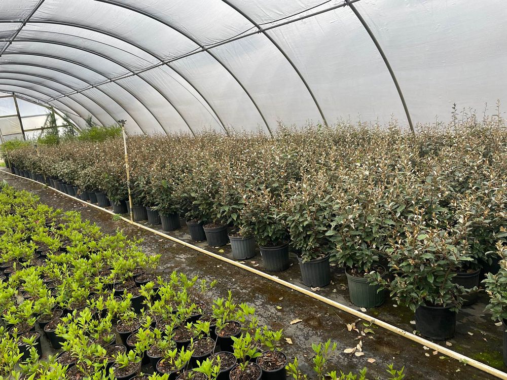 elaeagnus-silverthorn-silverberry-thorny-olive
