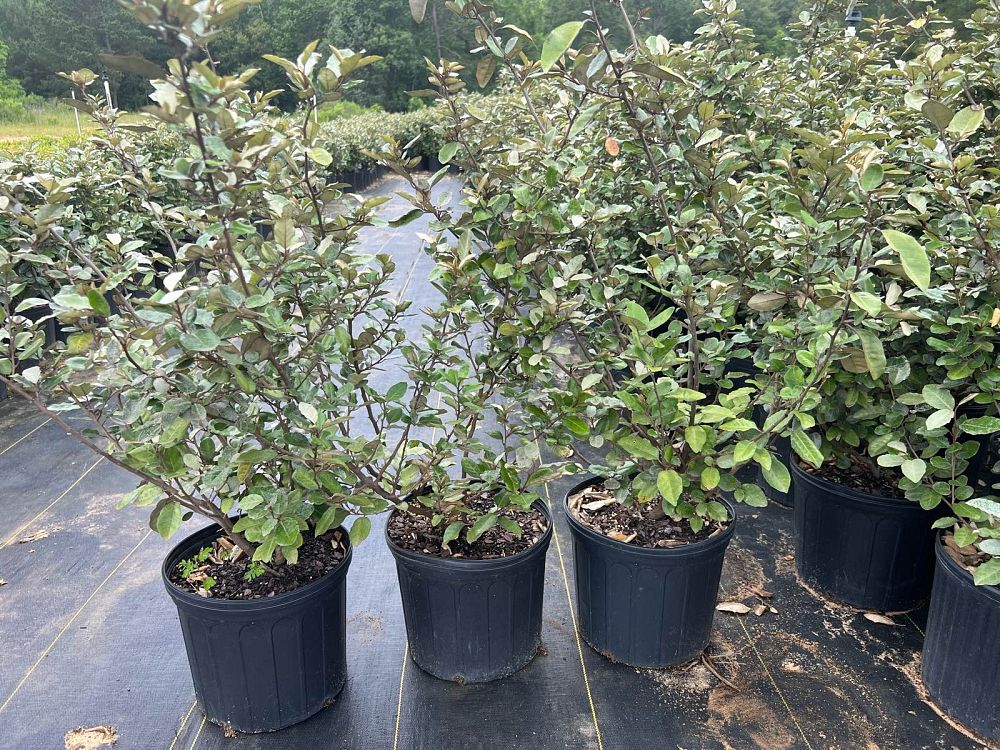 elaeagnus-silverthorn-silverberry-thorny-olive