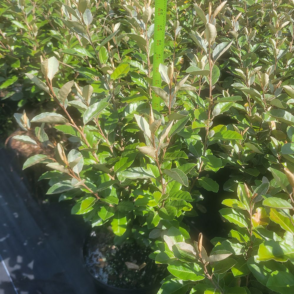 elaeagnus-silverthorn-silverberry-thorny-olive