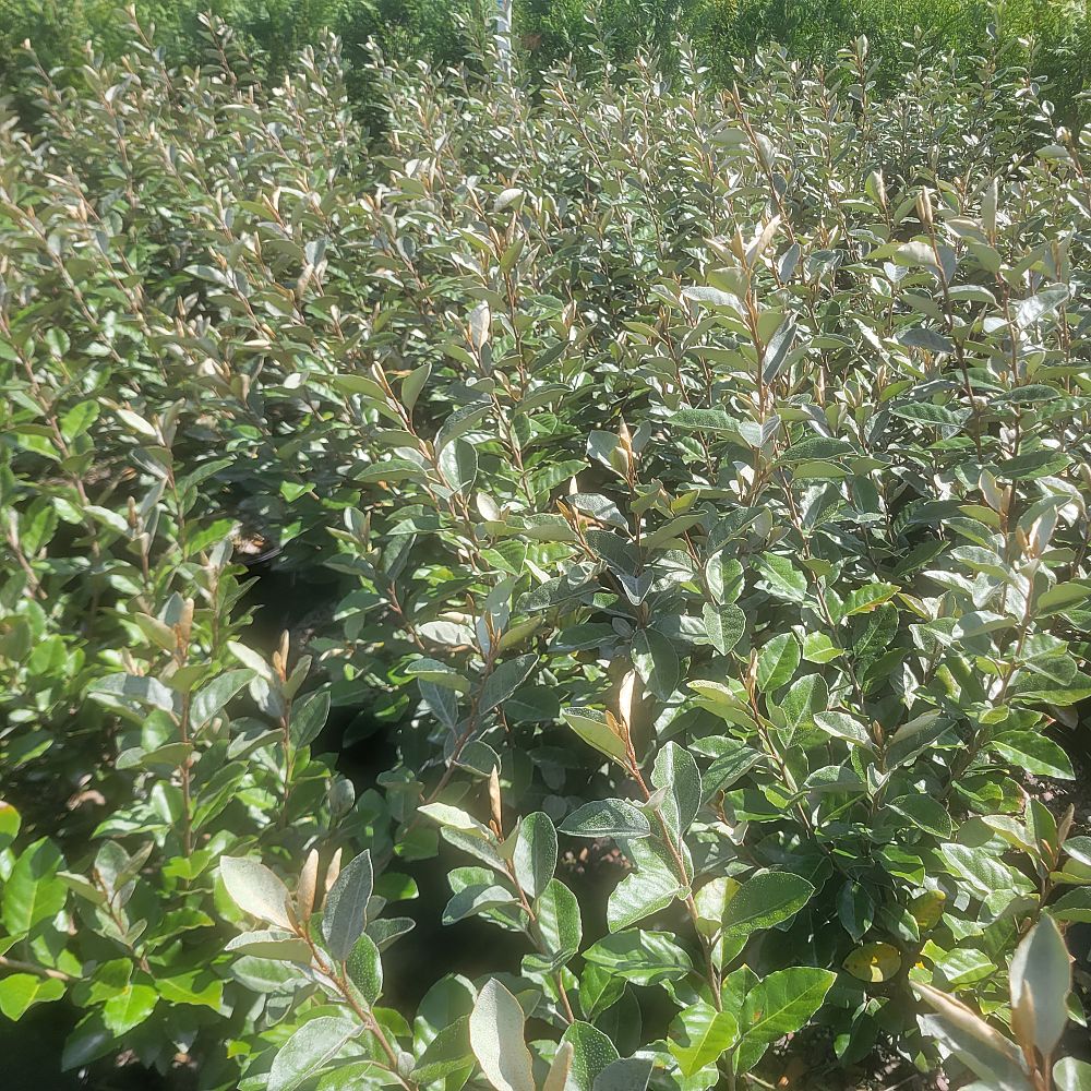 elaeagnus-silverthorn-silverberry-thorny-olive
