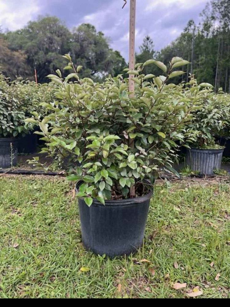 elaeagnus-silverthorn-silverberry-thorny-olive