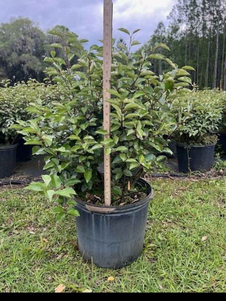 elaeagnus-silverthorn-silverberry-thorny-olive