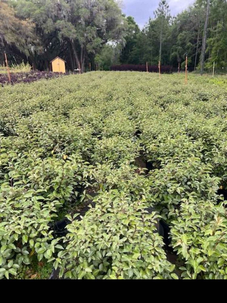 elaeagnus-silverthorn-silverberry-thorny-olive