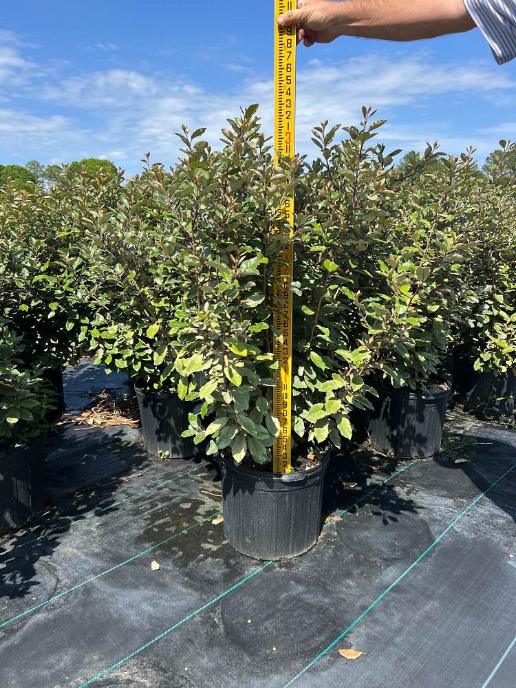 elaeagnus-silverthorn-silverberry-thorny-olive