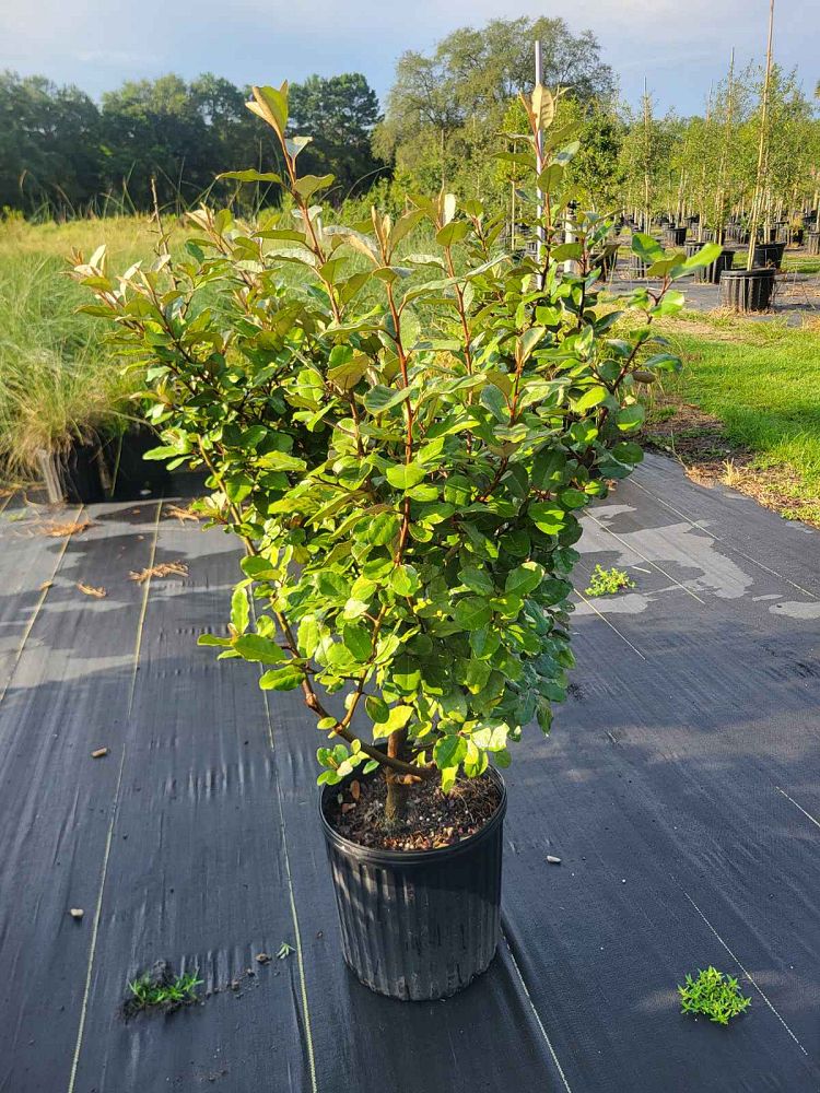 elaeagnus-silverthorn-silverberry-thorny-olive